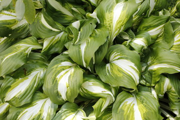 Fototapeta premium Variété de plantes vertes et blanches