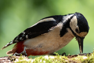 Great Spotted Woodpecker cling to tree trunks.
