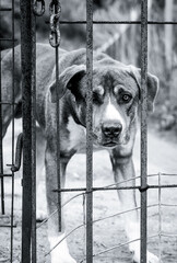 Sad dog behind a caged fence, black and white