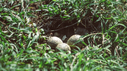 BIRD EGGS IN A NEST ON EARTH IN THE MIDDLE OF A PASTURE
