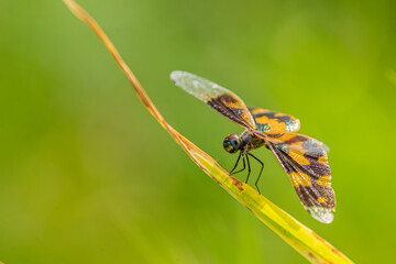 Tiger dragonfly on a leaf
