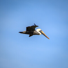pelican in flight