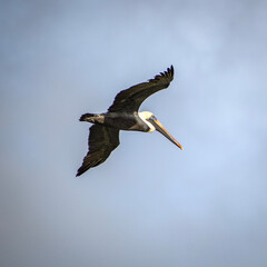 osprey in flight
