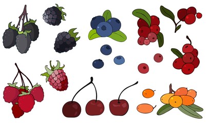 Color images of raspberries, blackberries, sea buckthorn, cranberries, blueberries. A large set of vector illustrations of forest and garden berries.