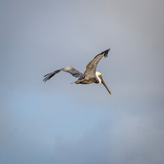 pelican in flight