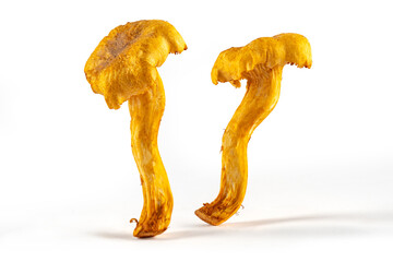 Fresh wild chanterelle mushroom on a white background.