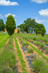 a field of lavender plants
