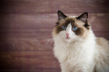 Young beautiful purebred Ragdoll cat at home