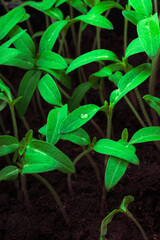 young shoots of tomato seedlings emerged from the ground, close-up