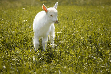 a little white goat walks on the green grass on a summer day