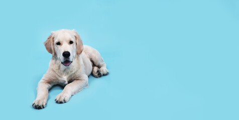 A cute funny puppy of Golden Retriever lies on a blue background and looks at the camera. High quality banner with Labrador and copy space