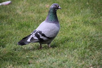A close up of a Ferel Pigeon