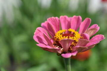 Colorful red yellow and blue flowers of zinnia close up