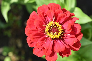 Colorful red yellow and blue flowers of zinnia close up