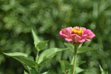 Colorful tsinia flowers taken from the side in the garden with bokeh