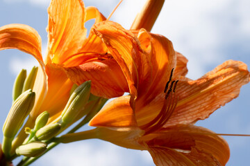 Fototapeta na wymiar orange lily flower 