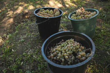 Plastic buckets with grapes during harvest, side and top shot, medium shot