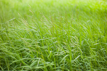 Green tall grass. Natural abstract background.