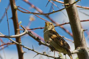Close up of a Female House Sparrow