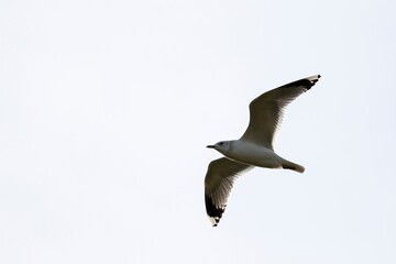 A portrait of a isolated single seagull flying through a bright white sky. The bird part of the laridae family has its wings wide open and is soaring through the air.
