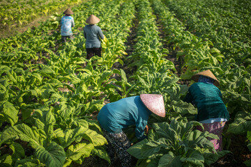 Farmers working on a tobacco plantation