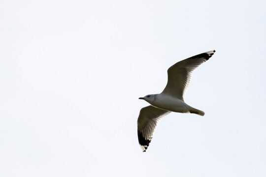 A Portrait Of A Isolated Single Seagull Flying Through A Bright White Sky. The Bird Part Of The Laridae Family Has Its Wings Wide Open And Is Soaring Through The Air.