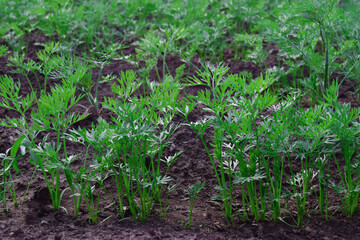 Rows of young carrot plants in the selective focus of the field. Carrot growing concept