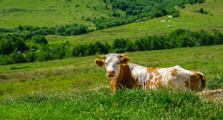 Fototapeta na wymiar Free and happy cows are resting and lying on a green mountain pasture in sunny day