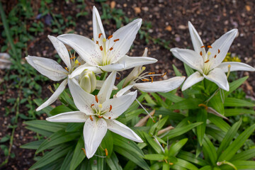 Close up view of beautiful large bright white flower blossoms on an asiatic lily (Lilium auratum) perennial garden plant