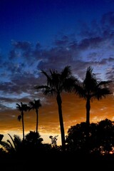 Obraz premium A silhouette of palm trees reflecting on a lake during an orange colored sunset.