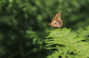 Spanish Queen butterfly - Issoria lathonia