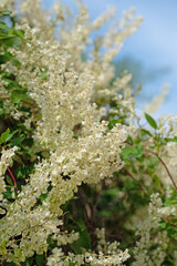 Blühender Schlingknöterich, Fallopia baldschuanica, Nahaufnahme