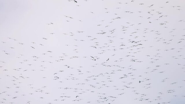 A huge flock of birds in the sky