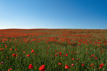 green and red beautiful poppy flower field background