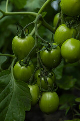 branch green tomatoes after the rain
