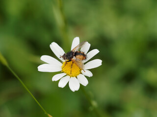 Tachina fera ou tachinaire sauvage au corps poilu, abdomen brun roux avec bande dorsale médiane foncée, ailes jaunâtres posée sur une fleur