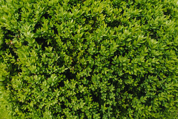 Obraz premium Background, texture of a green plant with foliage on the branches. Evergreen boxwood.