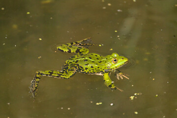 Fototapeta premium a green pond frog, Rana esculenta, swims on the water