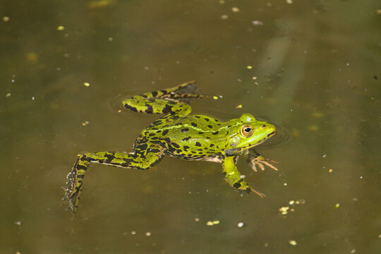 a green pond frog, Rana esculenta, swims on the water