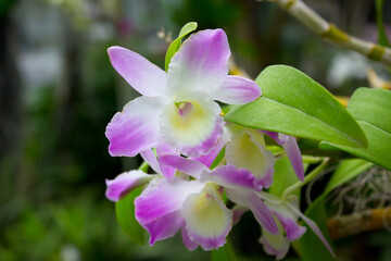 Pink orchid flowers in the summer garden