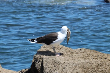 seagull on the rock 