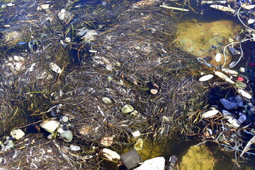 brudna woda, ścieki, zanieczyszczone morze, ocean, zatoka, 