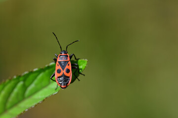 Close-up of a black and red fire bug (Pyrrhocoris apterus) waiting on the leaf of a peppermint plant