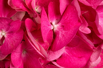 Detailed top view full frame macro shot of Hortensia aka Hydrange flower