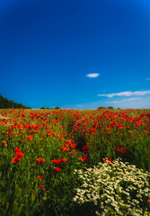 Saturated poppy field with blue sky and bright colours