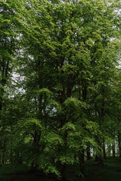Green leaf trees