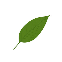 Green leaf isolated vector graphics
