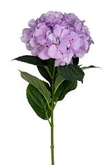 Side view of Hortensia aka hydrangea flower on stem with leaves