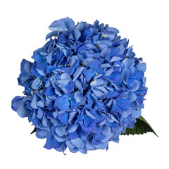 Detailed top view shot of Hortensi aka Hydrangea flower