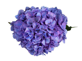 Obraz premium Detailed top view shot of Hortensi aka Hydrangea flower